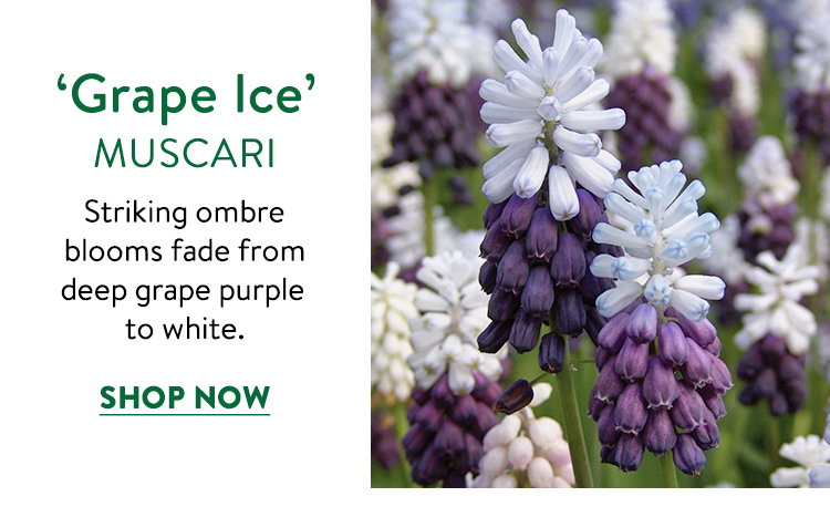 Grape Ice Muscari
