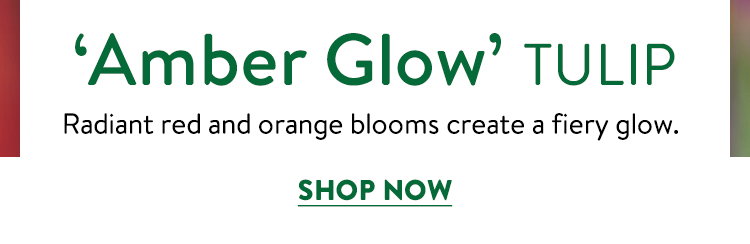 Amber Glow Tulip