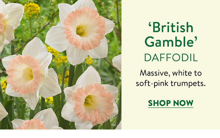 British Gamble Daffodil