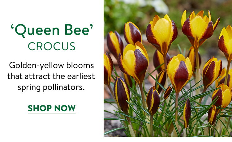 Queen Bee Crocus
