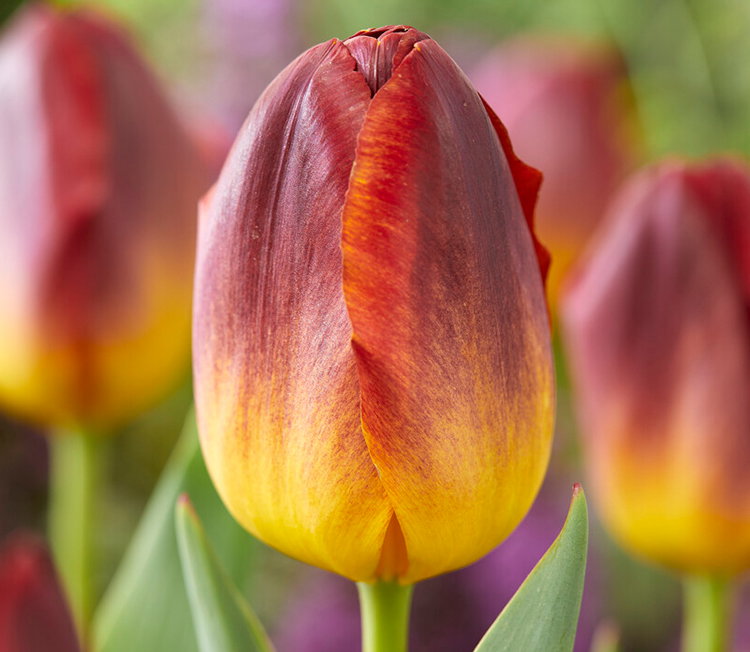 Amber Glow Tulip