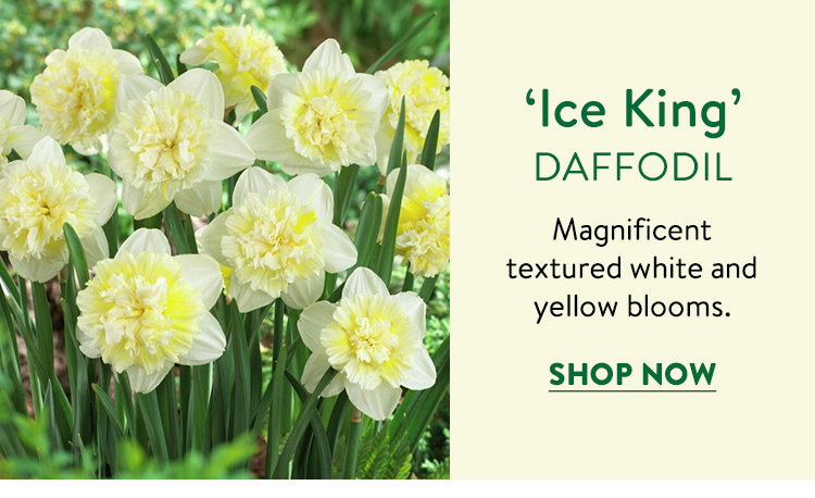 Ice King Daffodil
