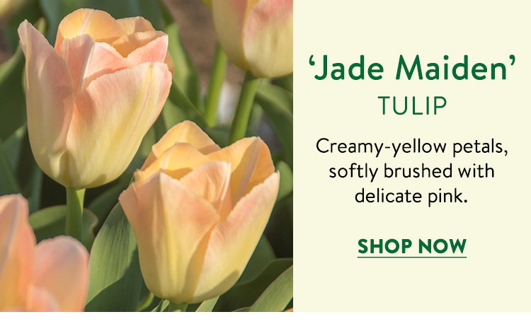 Jade Maiden Tulip