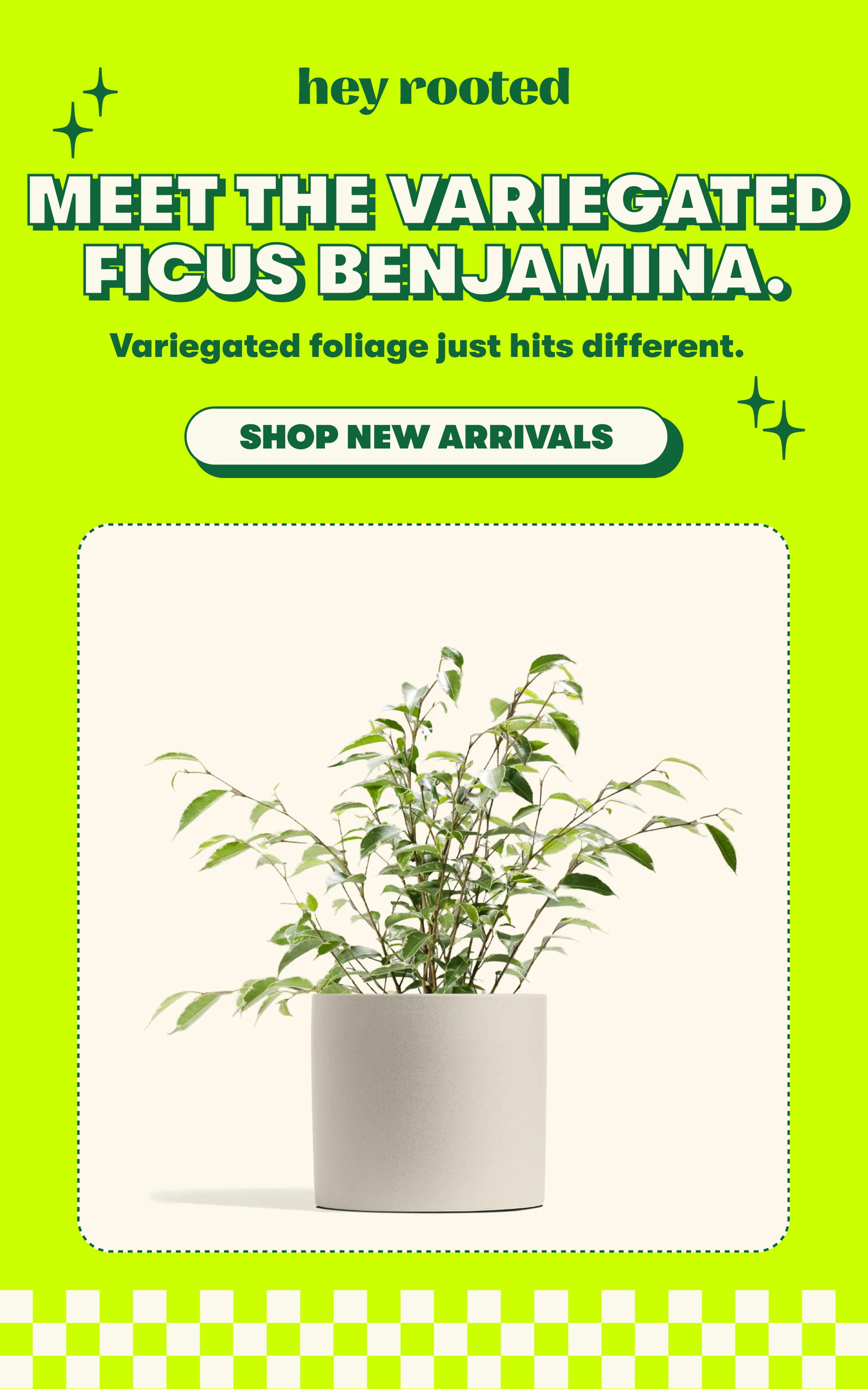 Meet the Variegated Ficus Benjamina