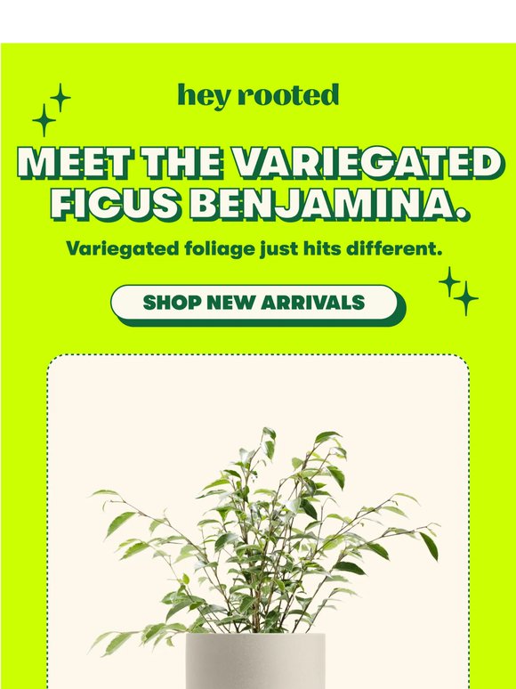 New arrival - the Variegated Ficus Benjamina just dropped 💚🤍