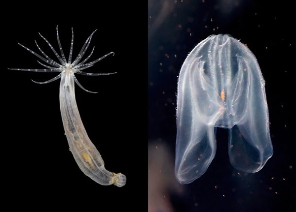 A composite image of a starlet sea anemone (<i>Nematostella vectensis</i>, left) and a comb jelly (<i>Mnemiopsis leidyi</i>, right).