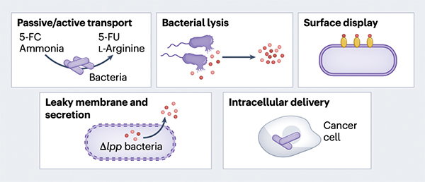 A diagram showing five ways that engineered bacteria can deliver cancer therapies inside the body. 