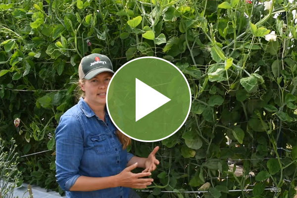 Our Overwinter Tunnel Setup Video