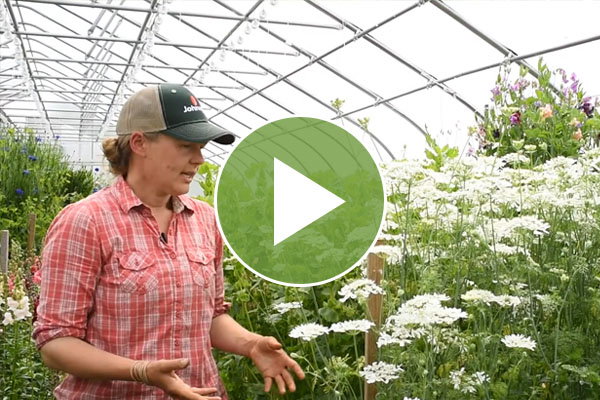 Video: Economic Considerations in Overwintering Cut Flowers