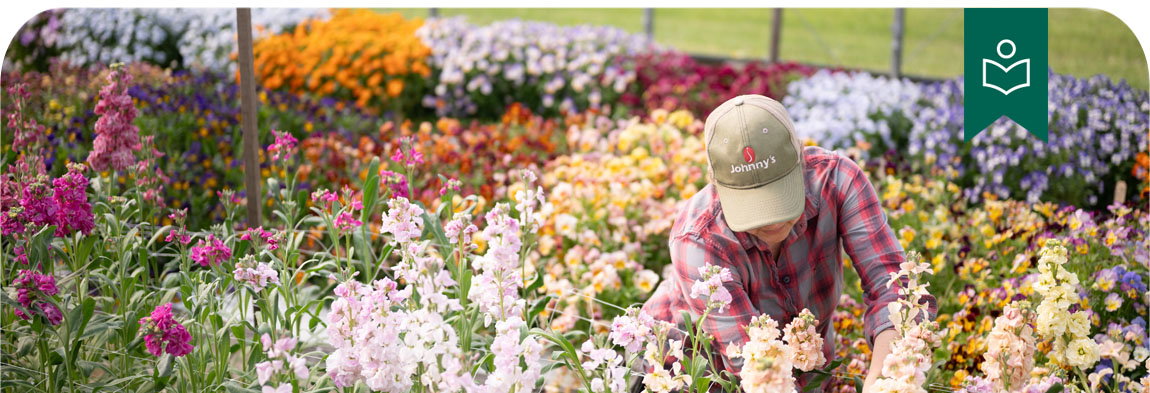 Overwintering Flowers