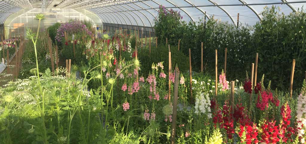 Overwintering Flowers Webinar Replay