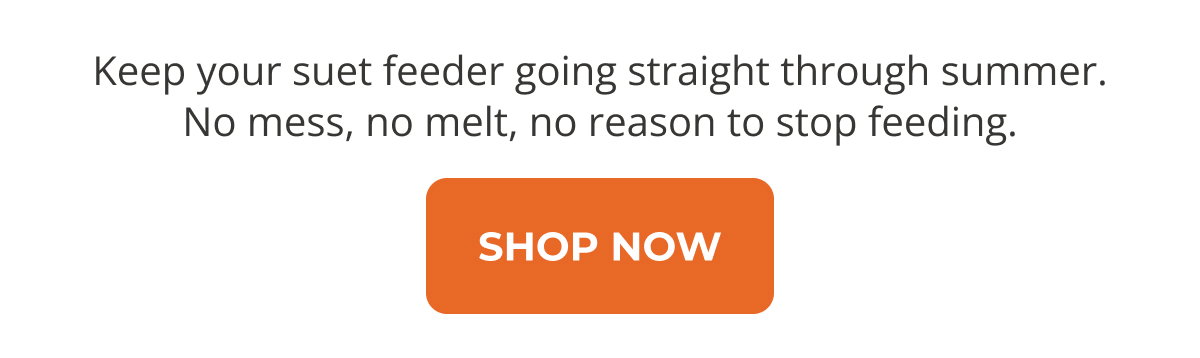 Keep your suet feeder going straight through summer