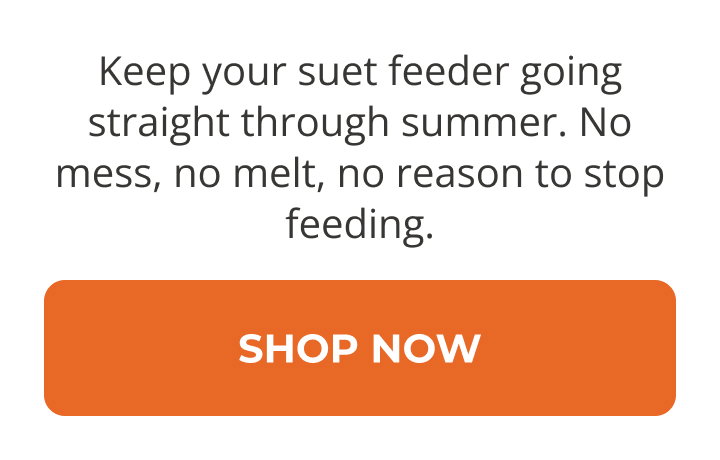 Keep your suet feeder going straight through summer