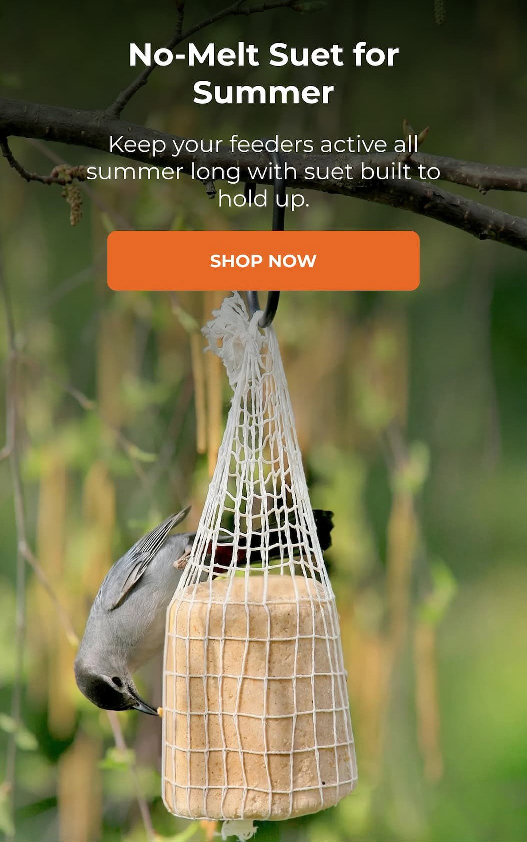 No-Melt Suet for Summer