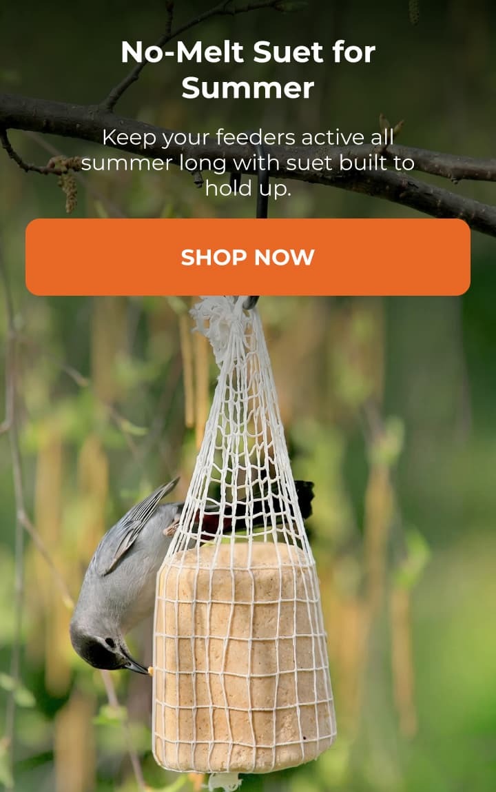 No-Melt Suet for Summer