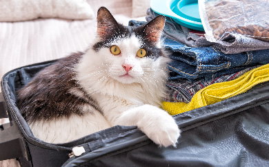 Tips for Traveling with Your Pet