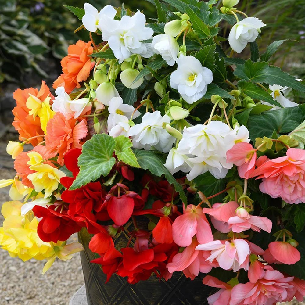 Begonia 'Sun Dancer Mixed'