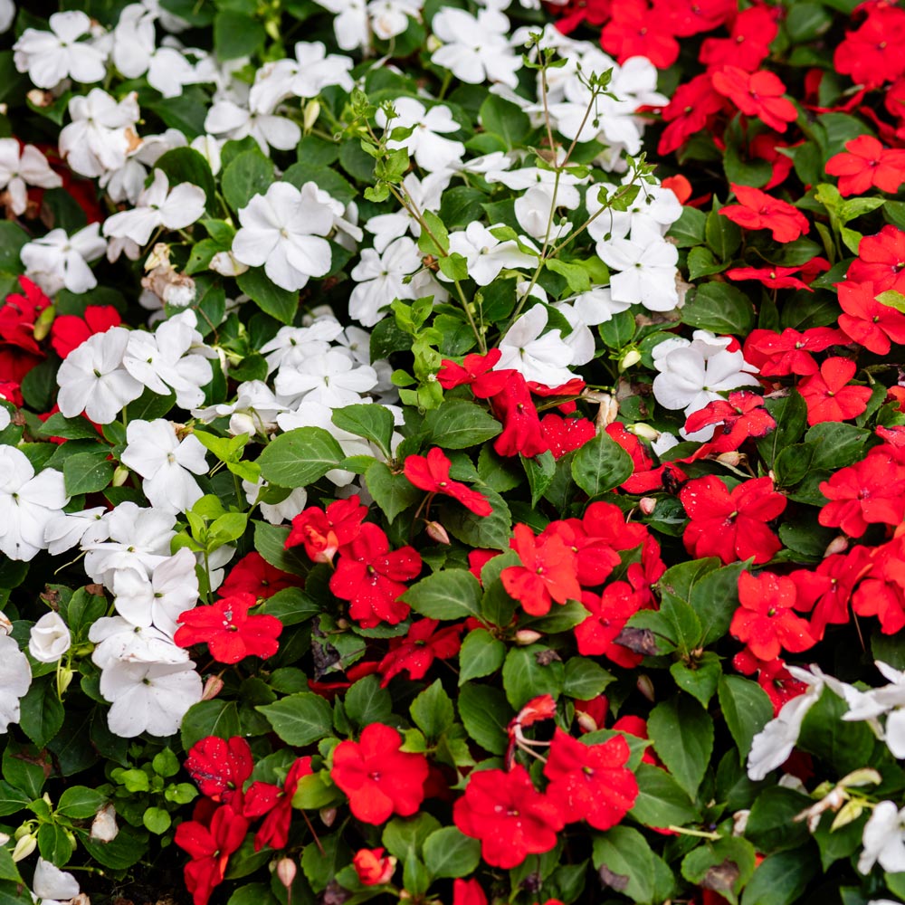 Busy Lizzie 'Beacon Strawberries & Cream' Mix