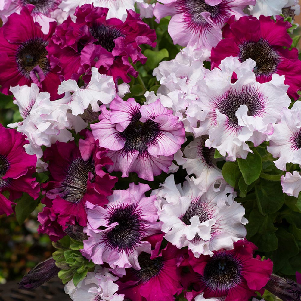 Petunia 'Superbissima Triumph Mix'
