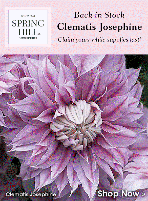 Back in Stock | Clematis Josephine