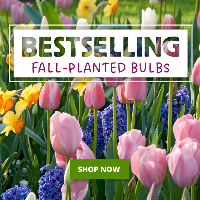 Bestselling Fall-Planted Bulbs