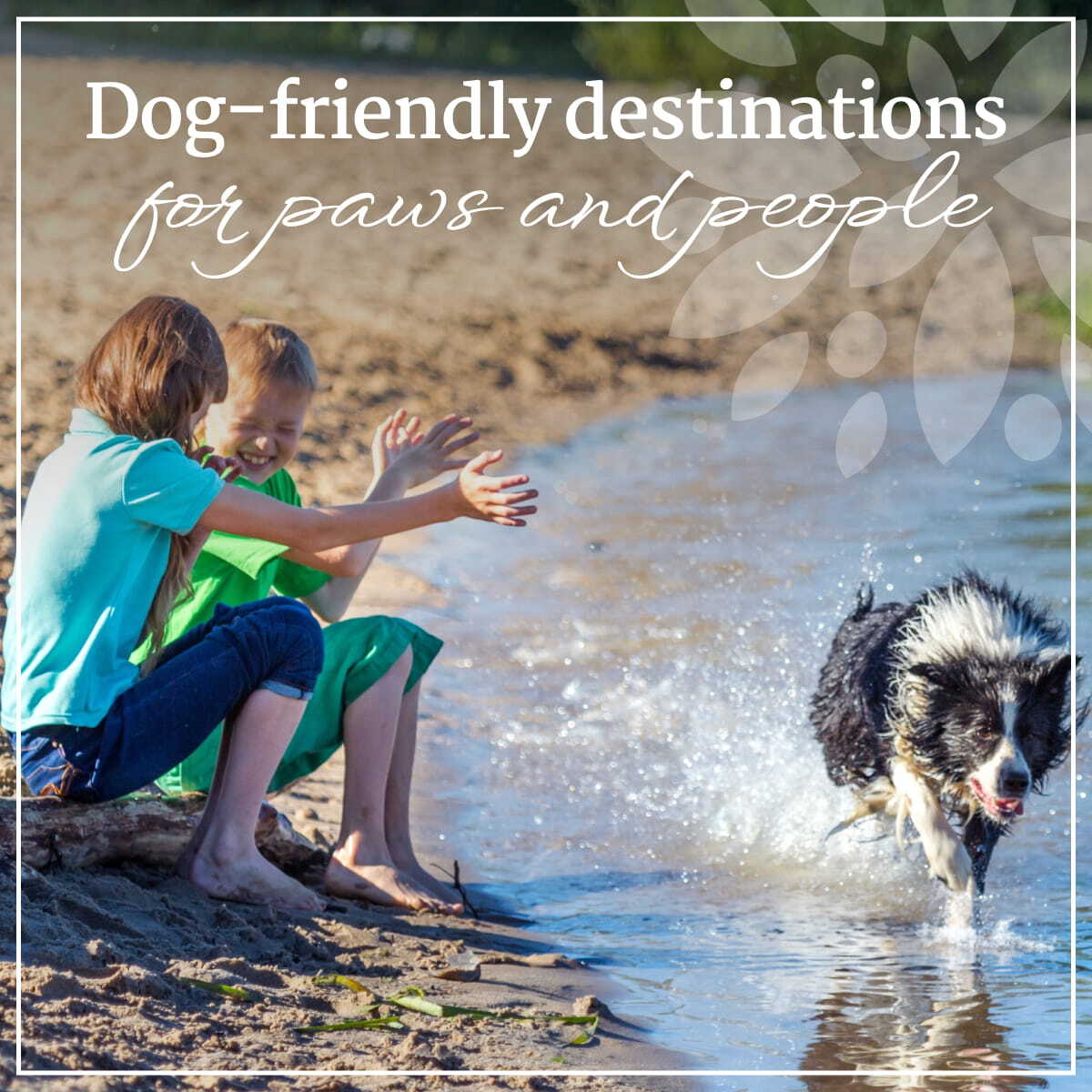 Dog Friendly Locations