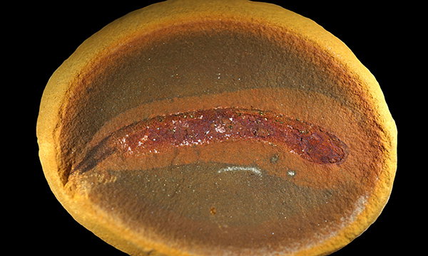 A round stone holds the tiny fossilized body of what would have grown up to be a crocodile-like predator.