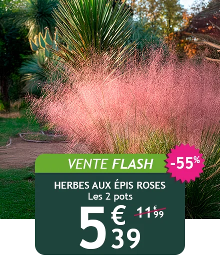 Le lot de 2 herbes aux épis roses est à -55% soit 5,39€ au lieu de 11,99€ pendant deux jours