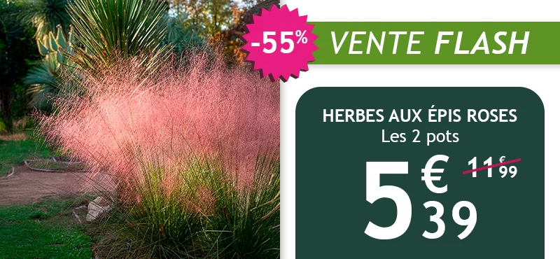 Le lot de 2 herbes aux épis roses est à -55% soit 5,39€ au lieu de 11,99€ pendant deux jours