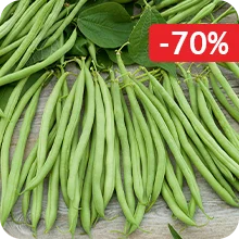 Haricots nain Cupidon
