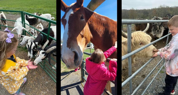 Enjoy Petting Zoo at Green Meadows Farm For Your Family