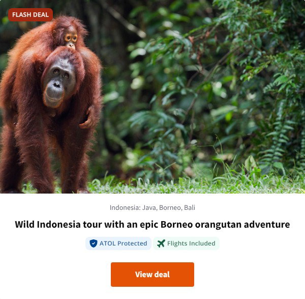 Wild Indonesia tour with an epic Borneo orangutan adventure