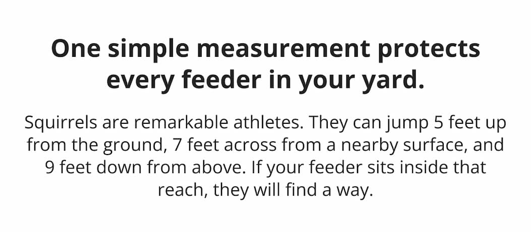 Squirrels can jump 5 feet from the ground, 7 fe