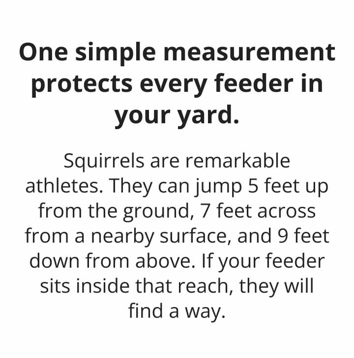Squirrels can jump 5 feet from the ground, 7 fe