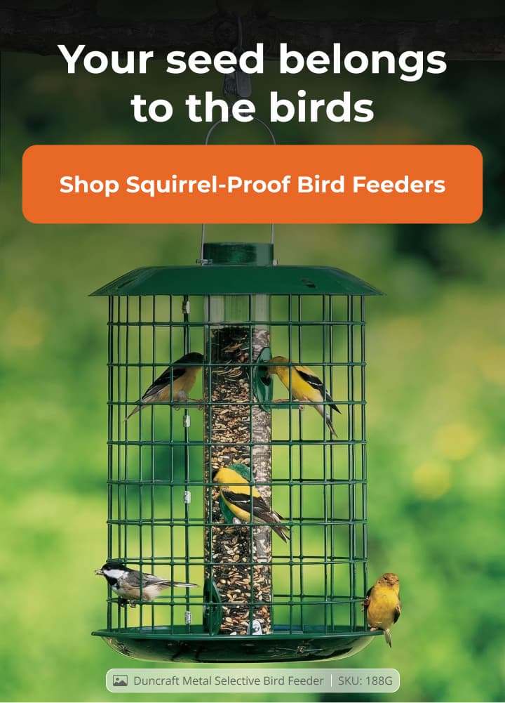Your seed belongs to the birds