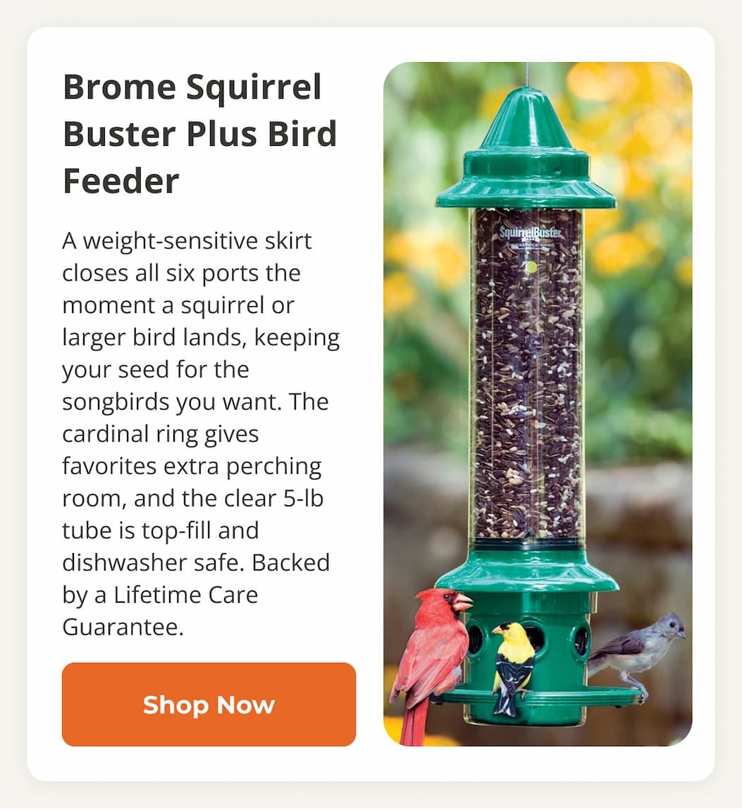 Duncraft Metal Selective Bird Feeder