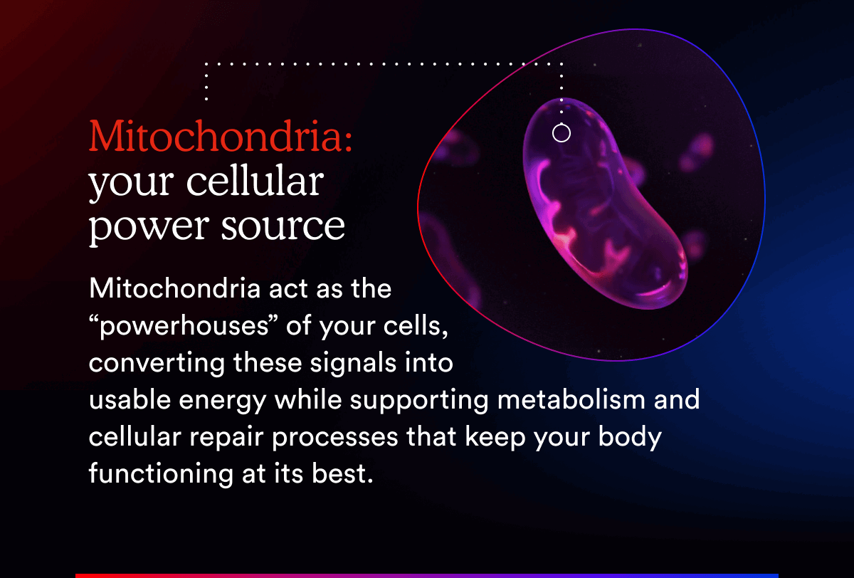 Mitochondria: your cellular power source