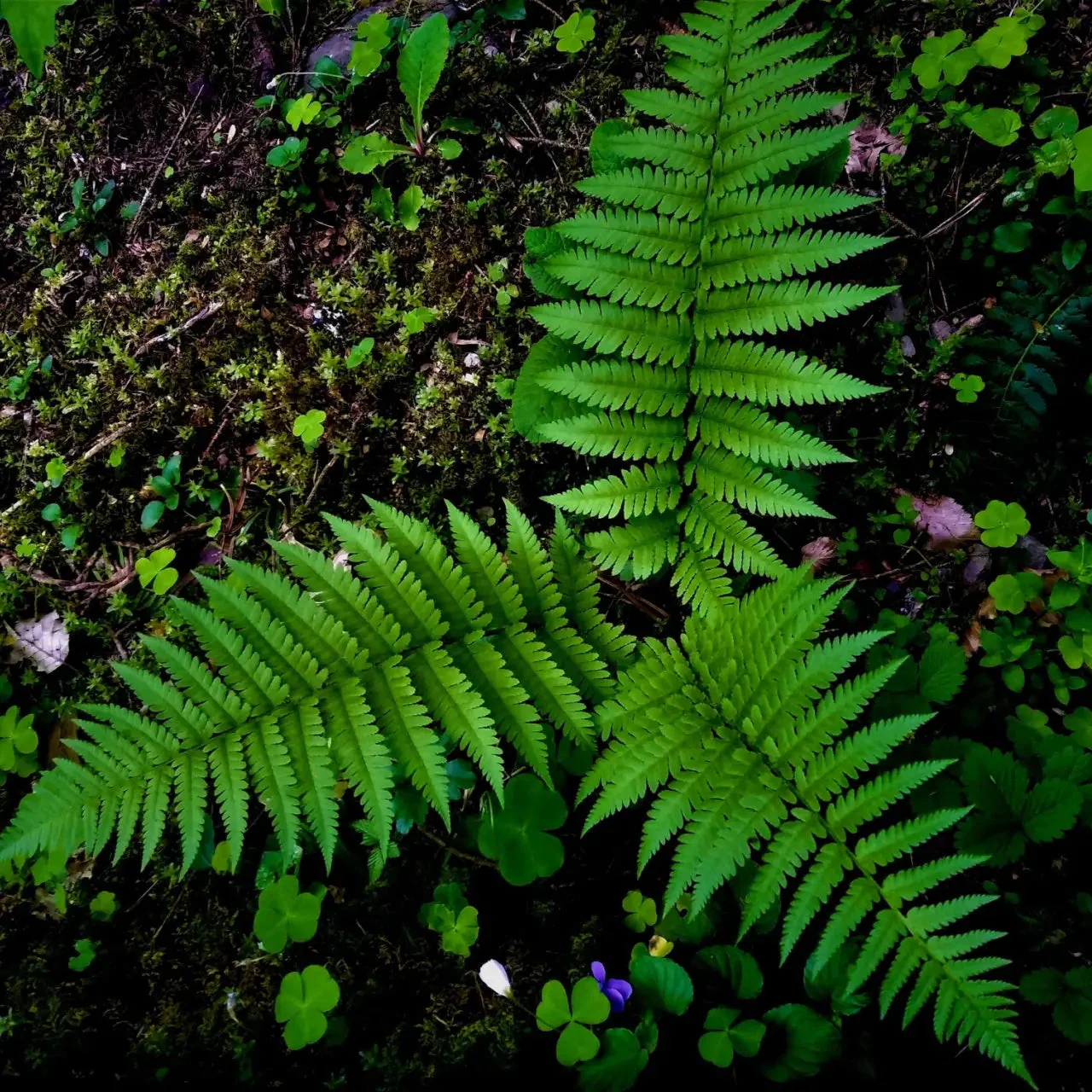 Image of Lady Fern