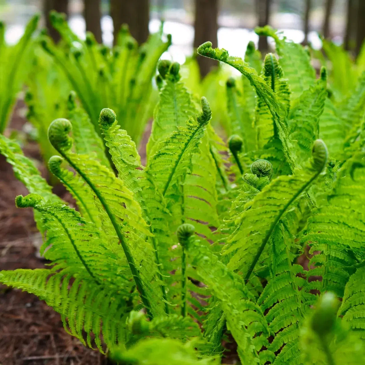 Image of Fiddlehead Fern