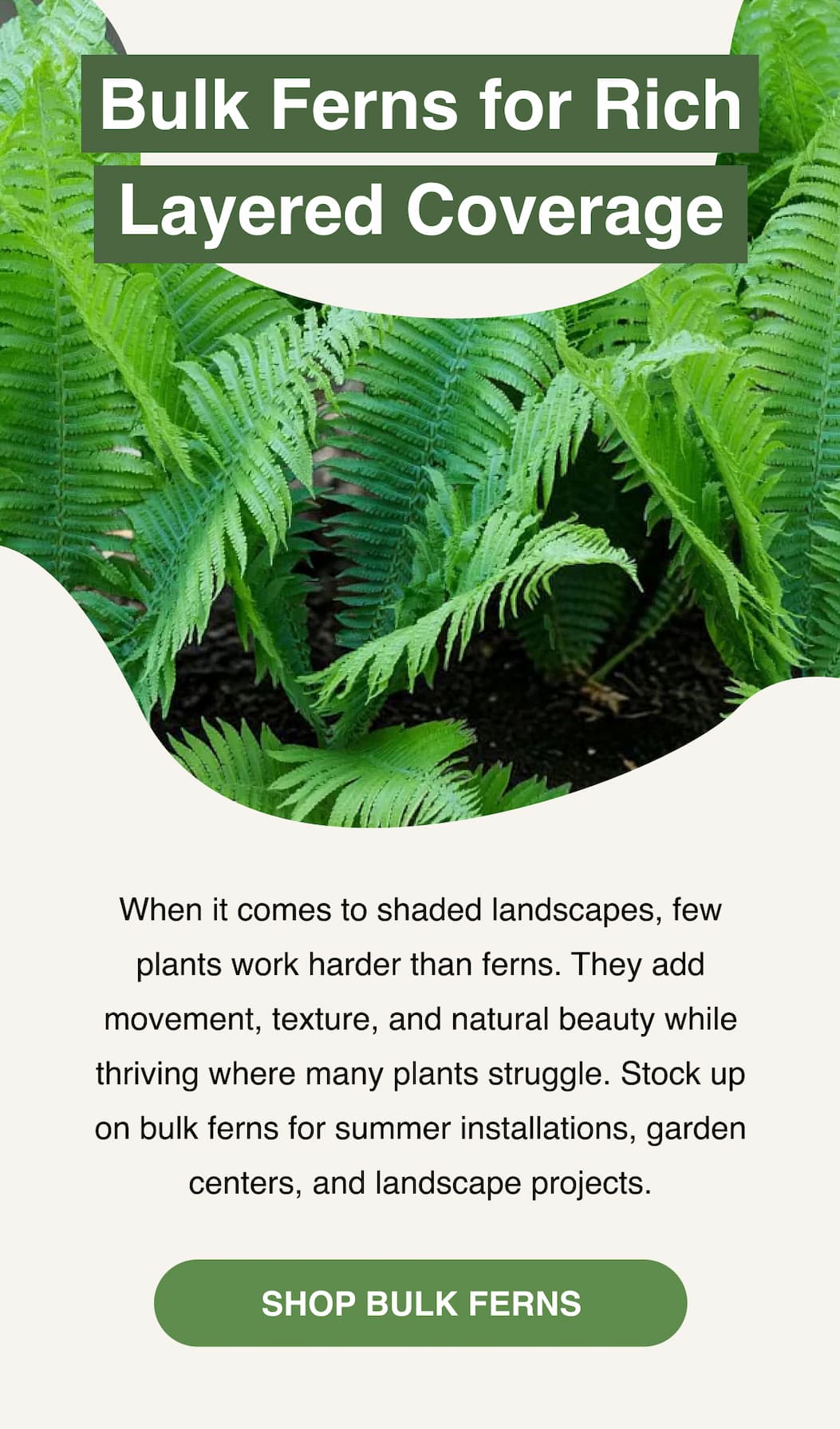Ferns fill shade fast