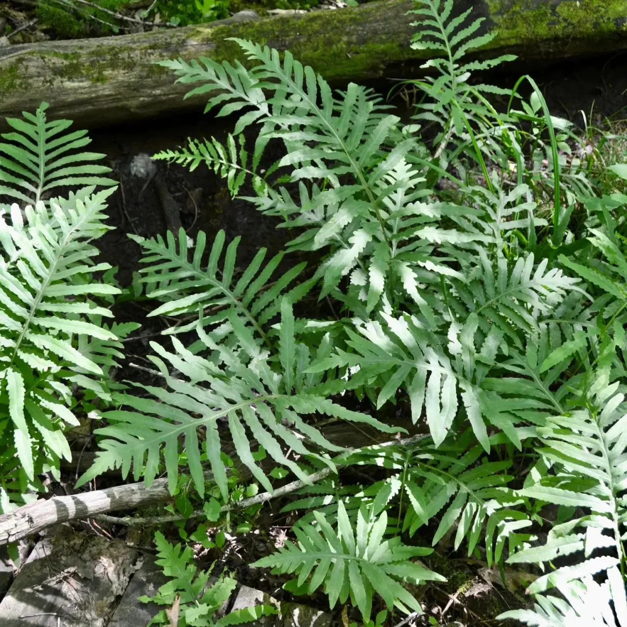 Image of Sensitive Fern