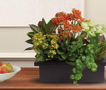 Stylish Plant Assortment