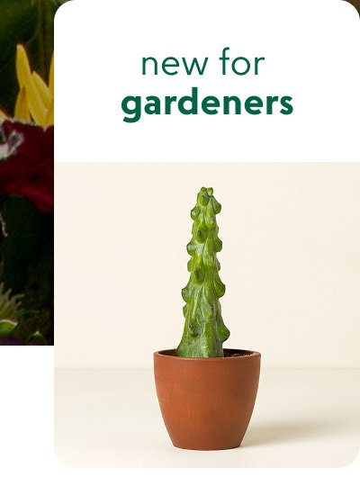 home-garden