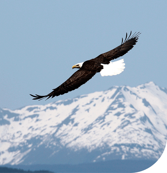 Bald eagle flying with snow-capped mountains in the background. Juneau, Alaska