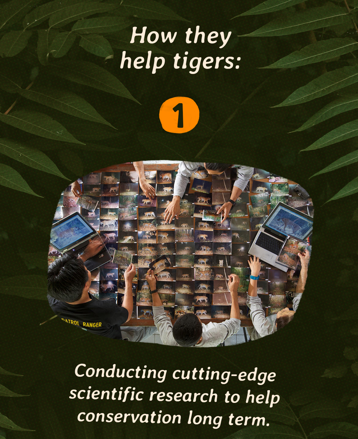 How they help tigers: Conducting cutting-edge scientific research to help conservation long term.