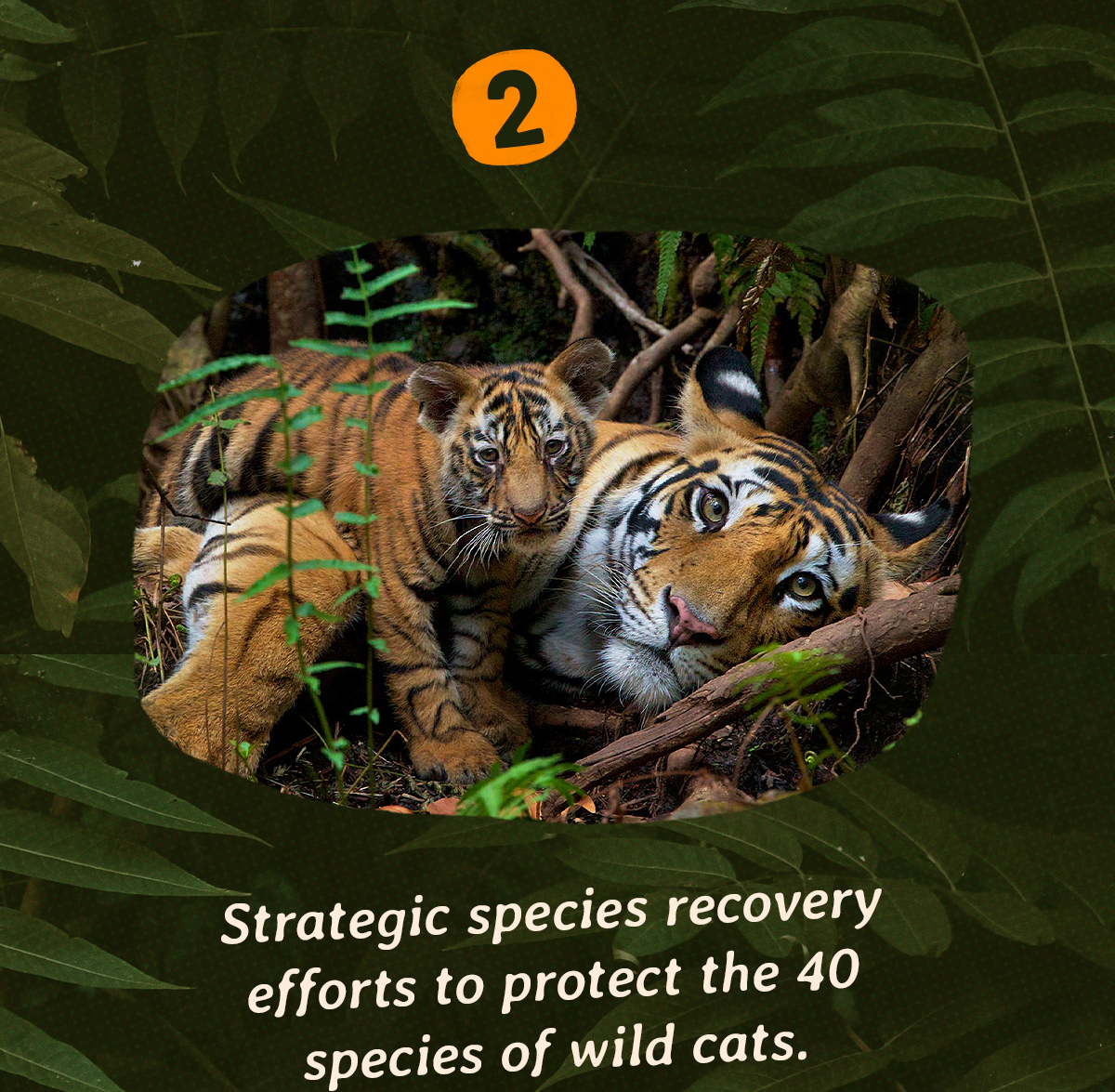 Other ways they help wild tigers: Strategic species recovery efforts to protect the 40 species of wild cats.
