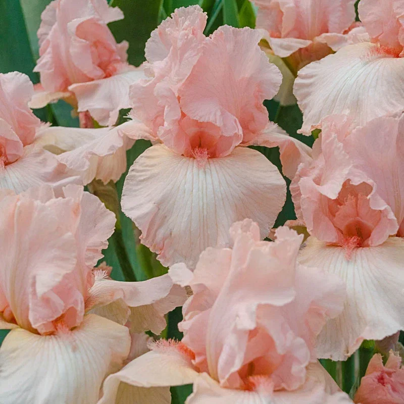 Beverly Sills Reblooming Iris
