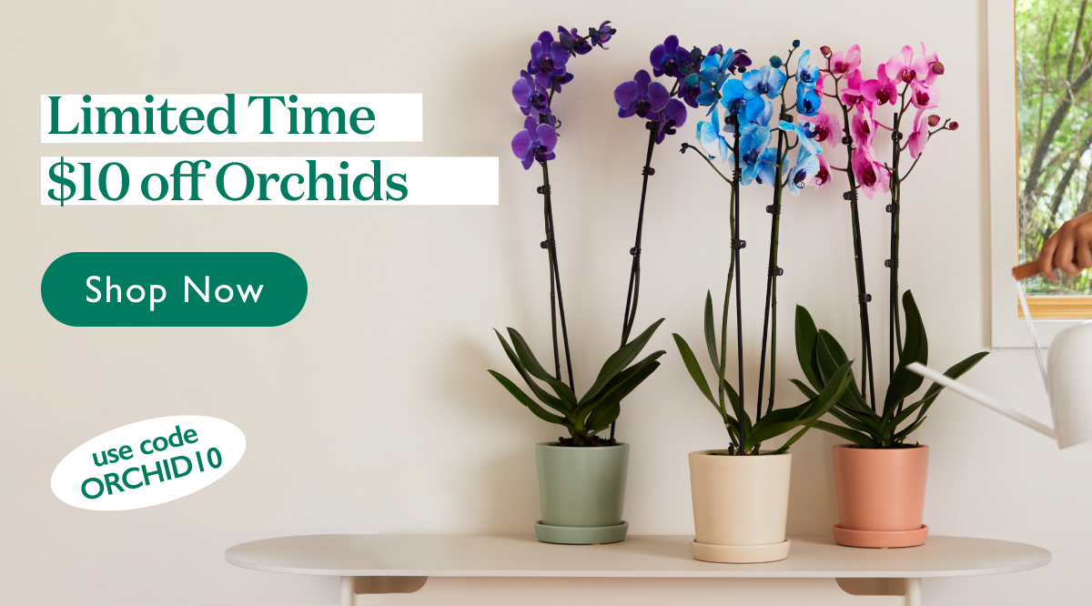 For a limited time, get $10 off Orchids with ORCHID10.
