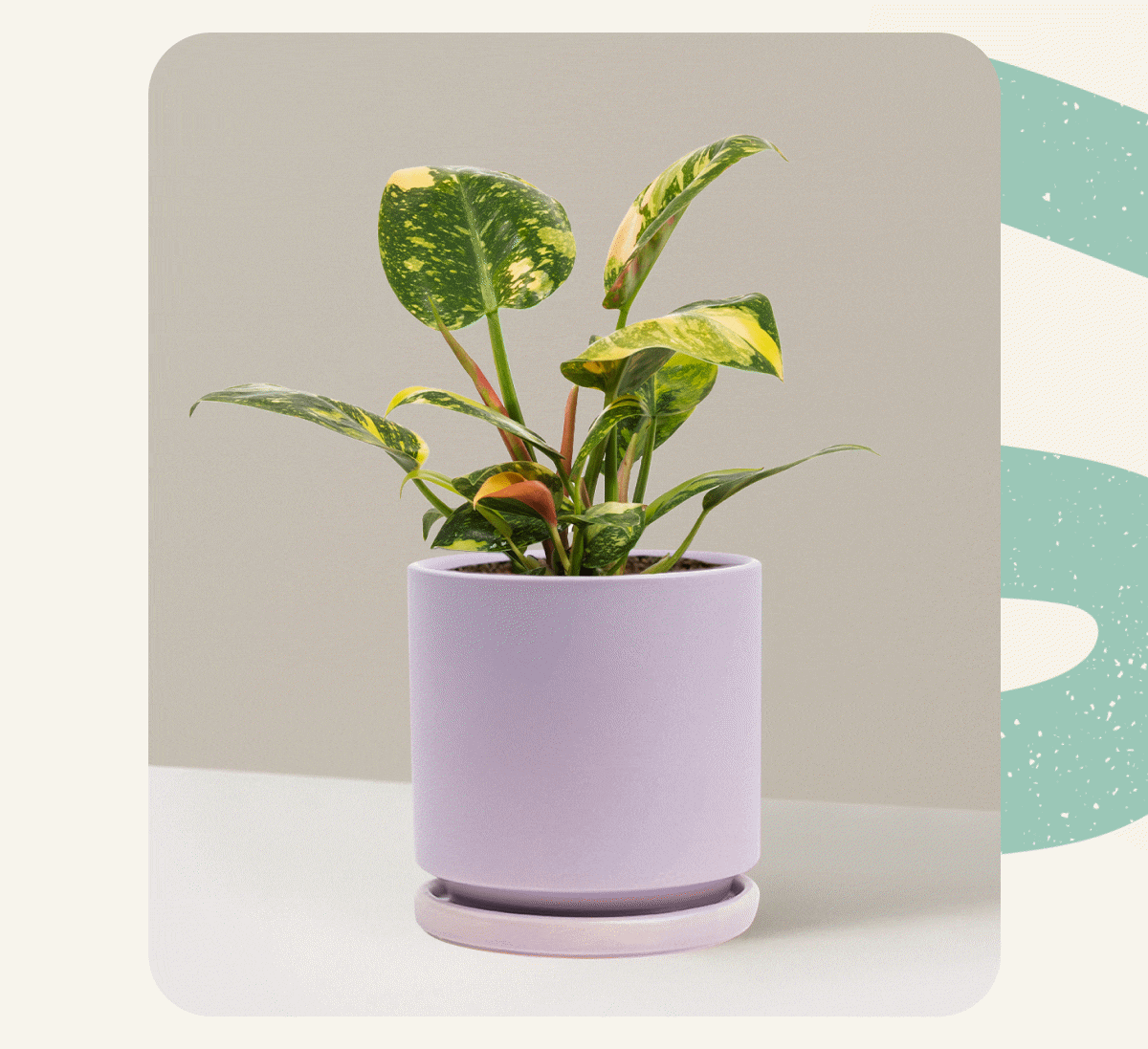 Philodendron Congo Rojo Nuclear