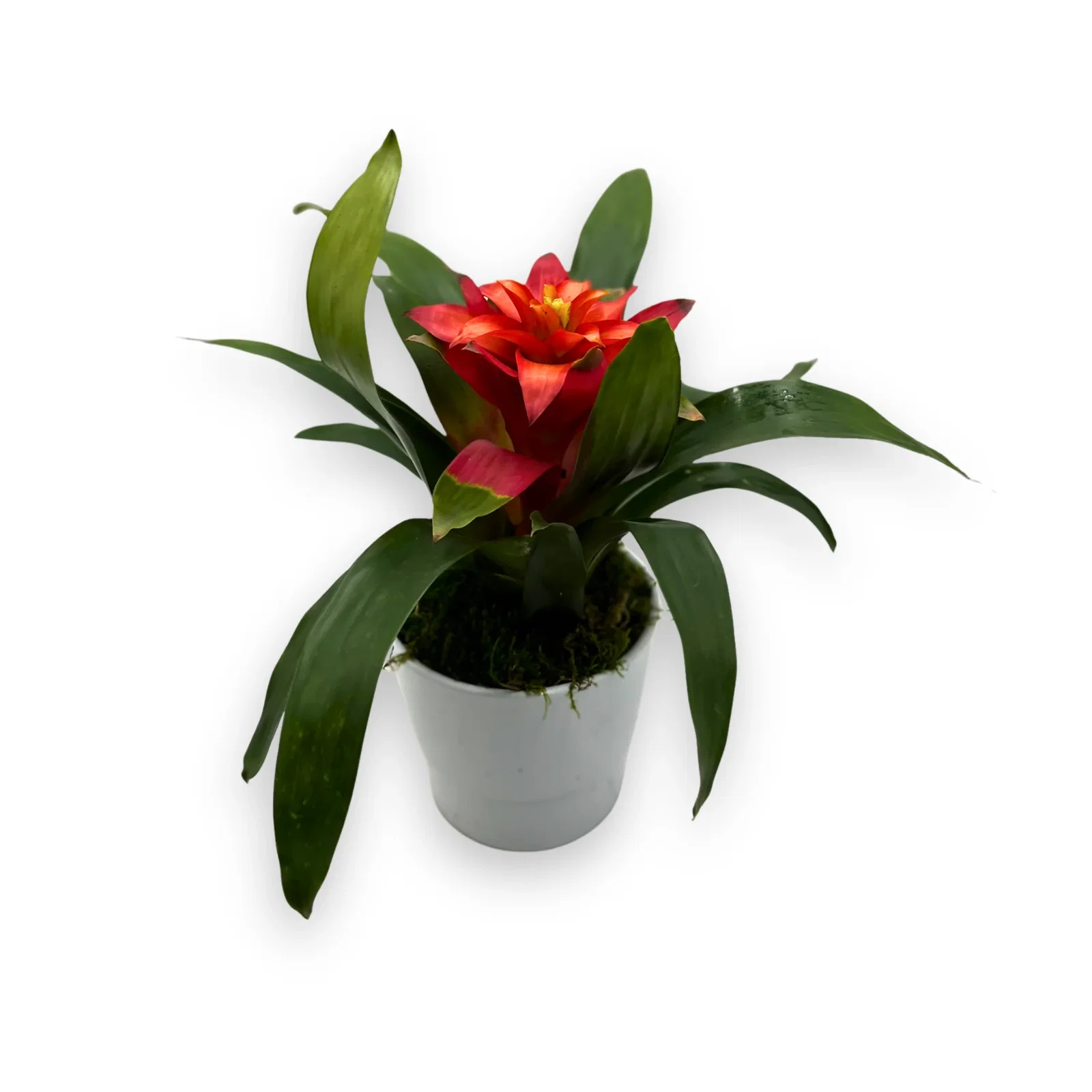 Image of Potted Red Guzmania